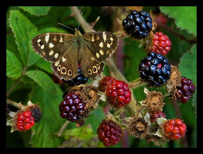 Butterfly on Blackberry Bush