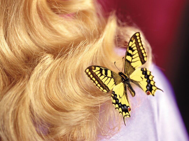 butterfly on blonde hair