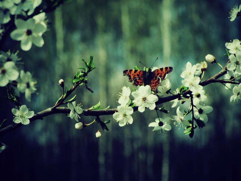 Butterfly on Blossoming Branch