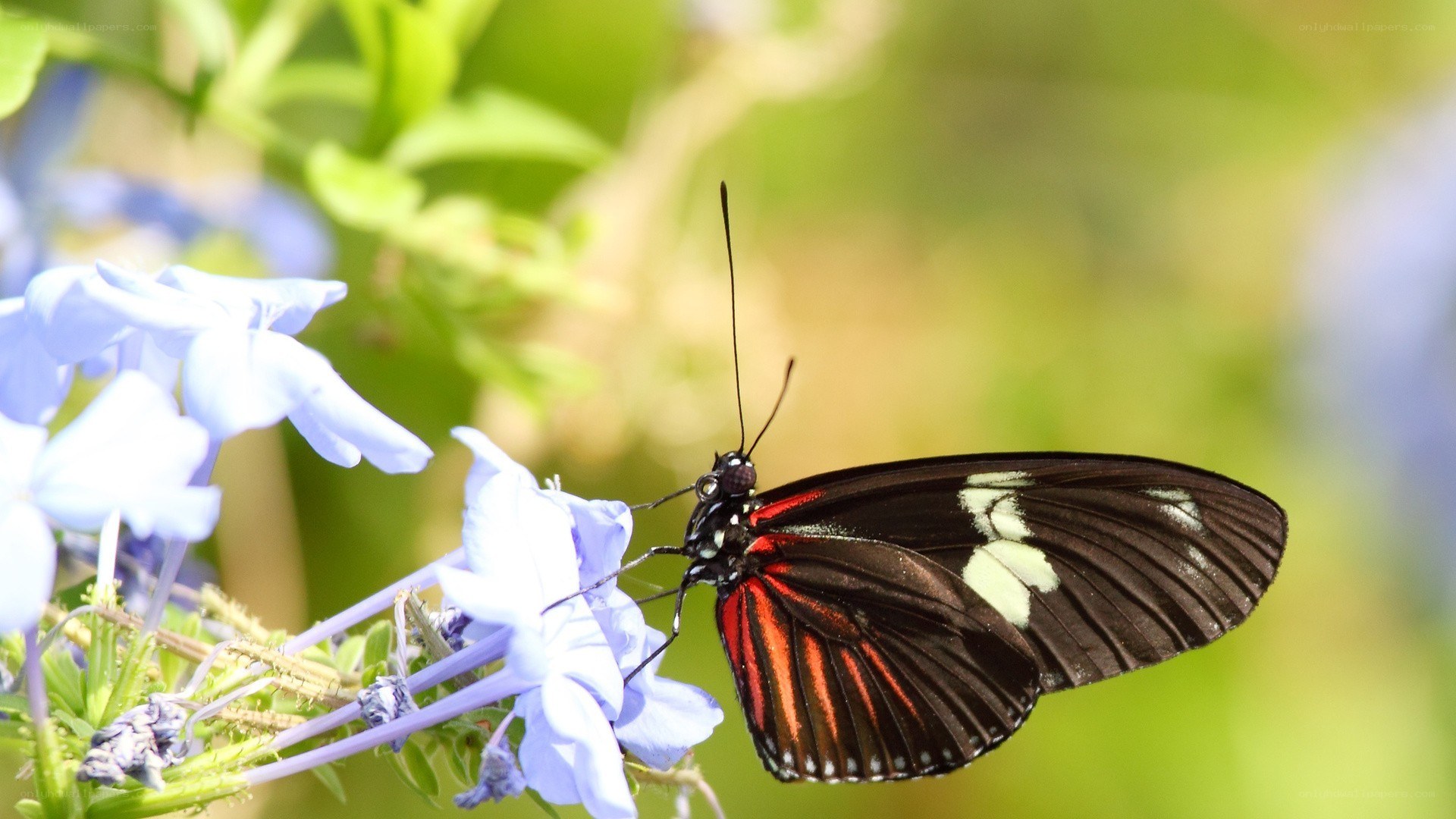 butterfly on blue flower