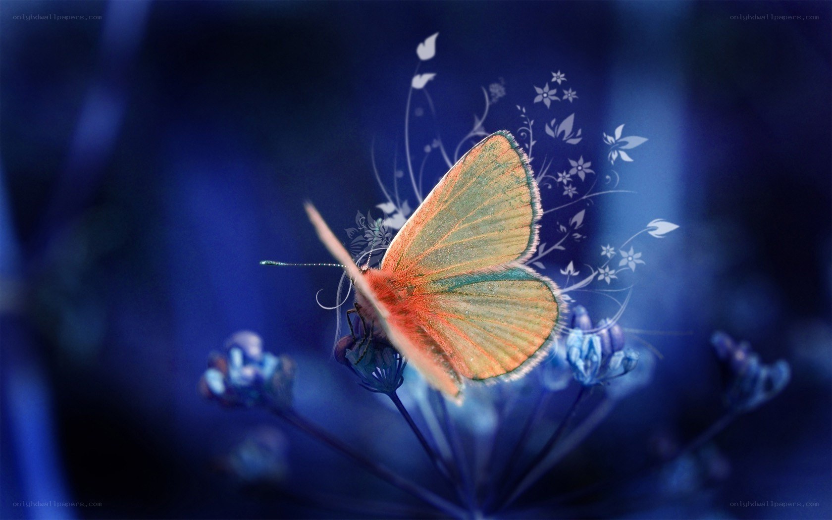butterfly on blue flower