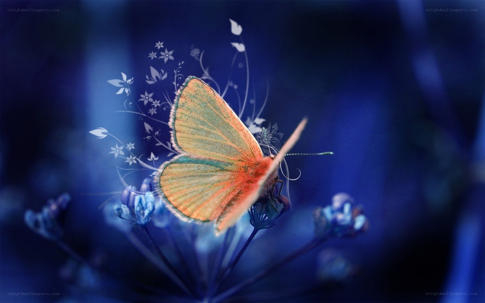butterfly on blue flower