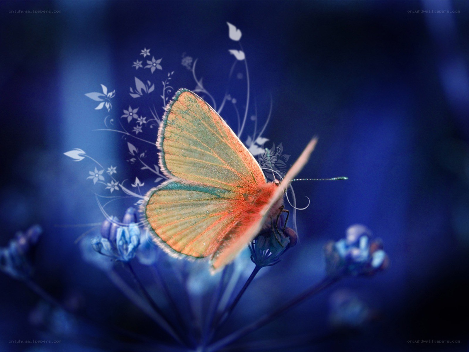 Butterfly on blue flower