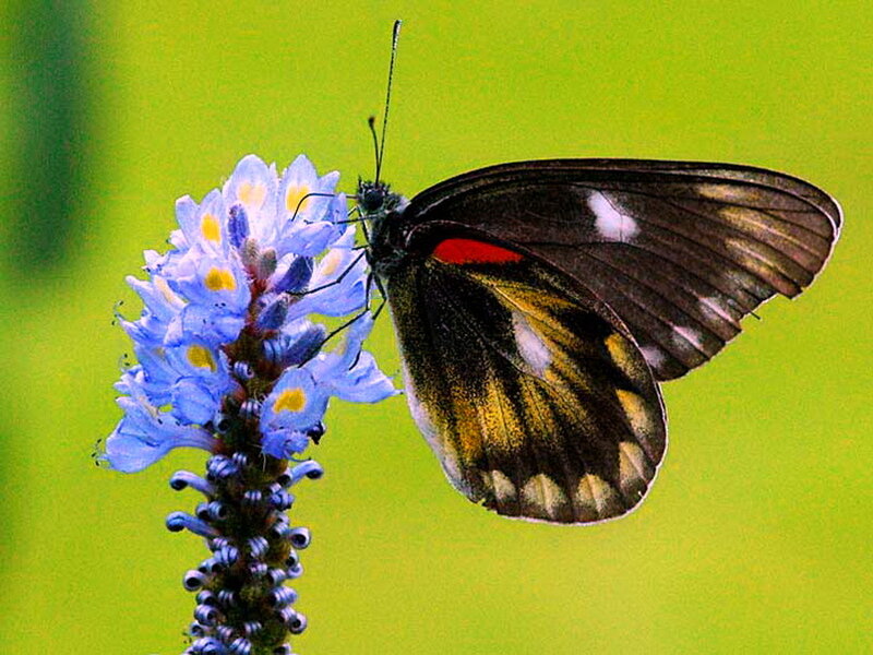 Butterfly on Blue Flower — Calm, Afternoon