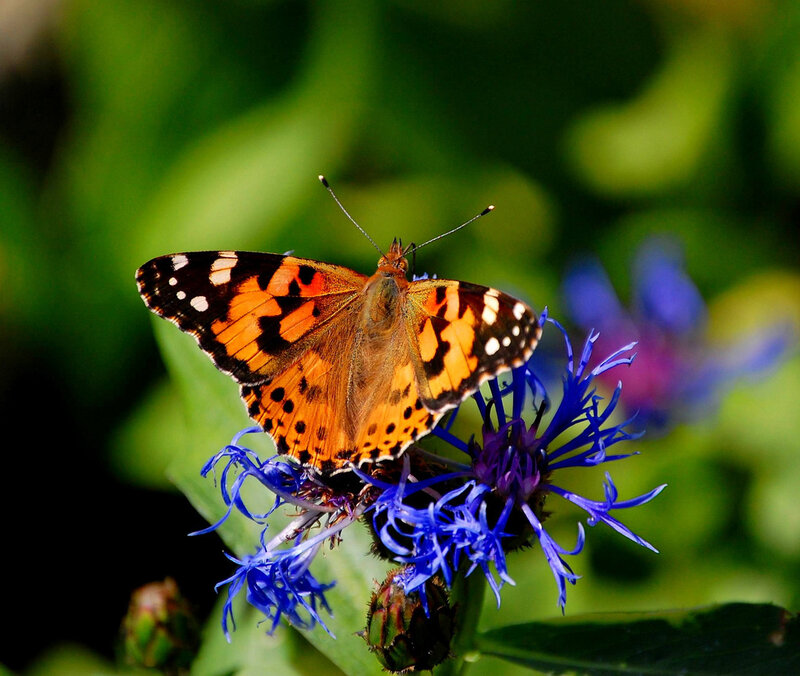Butterfly on Blue Flower — Calm