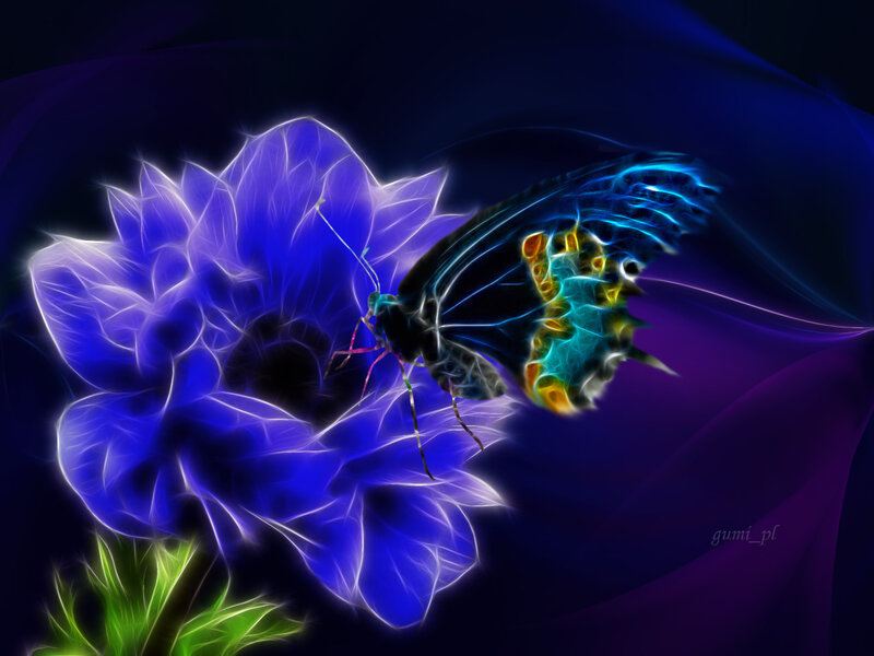 Butterfly on Blue Flower — Dramatic, Night