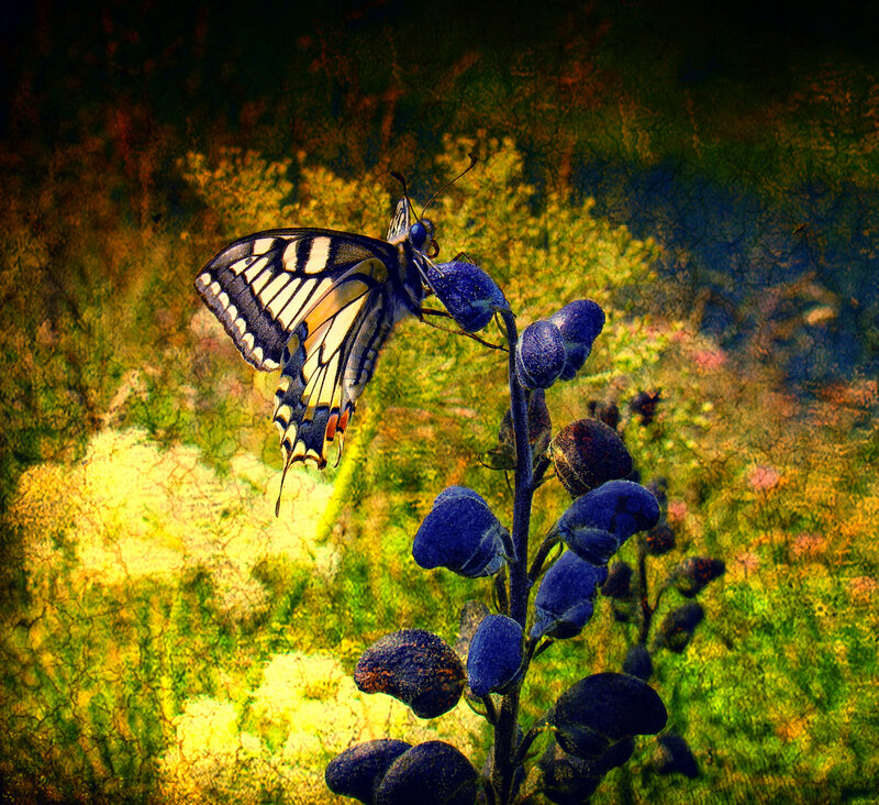 Butterfly on Blue Flower — Dramatic, Photograph