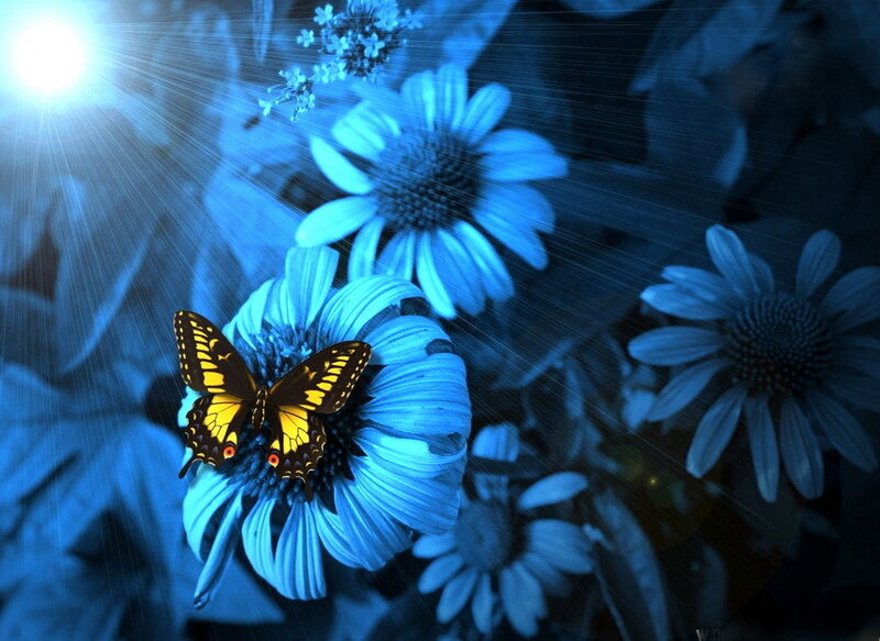Butterfly on Blue Flower — Dramatic