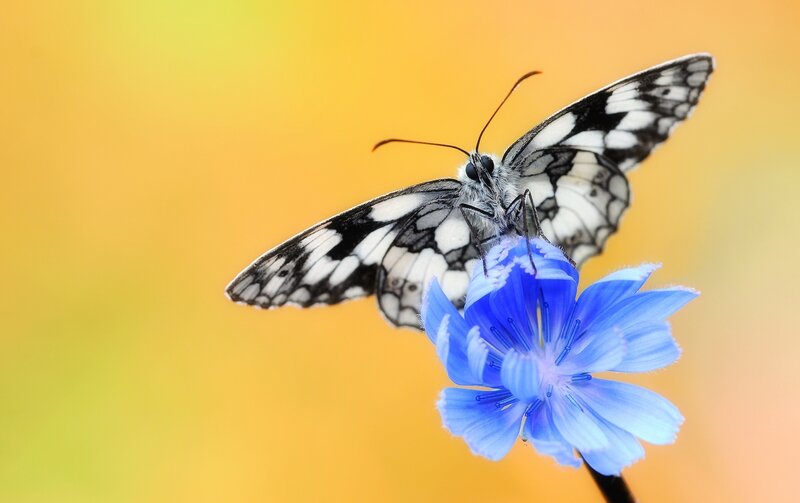 Butterfly on Blue Flower — Serene, Afternoon, Photograph, Wings