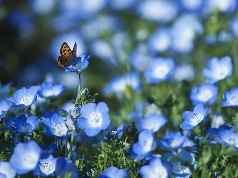 Butterfly on Blue Flower — Serene, Afternoon