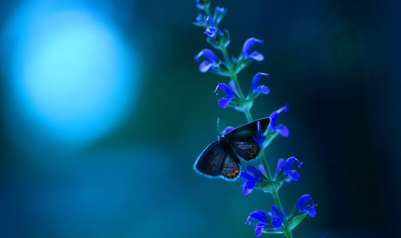 Butterfly on Blue Flower — Serene, Night