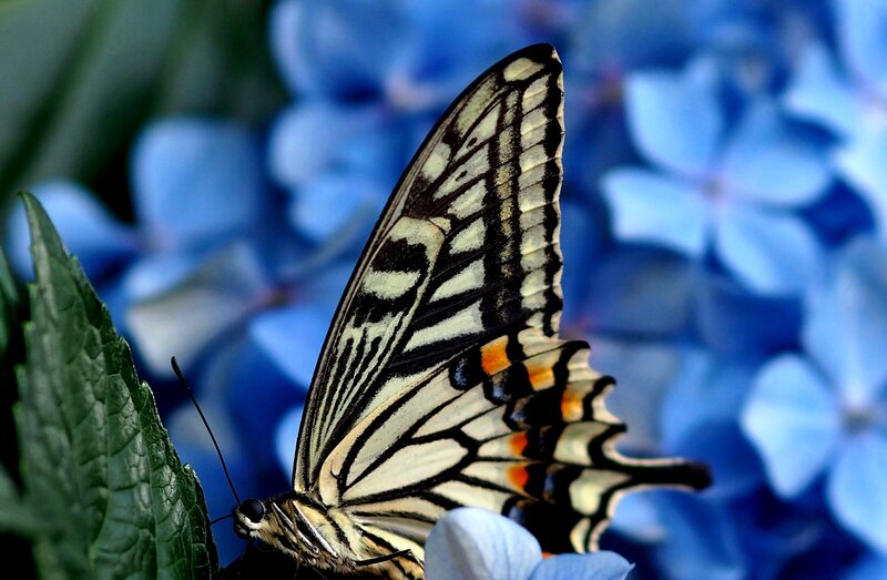 Butterfly on Blue Flower — Serene, Photograph