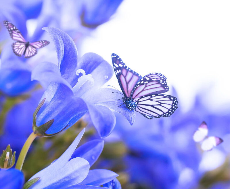Butterfly on Blue Flower — Serene, Spring