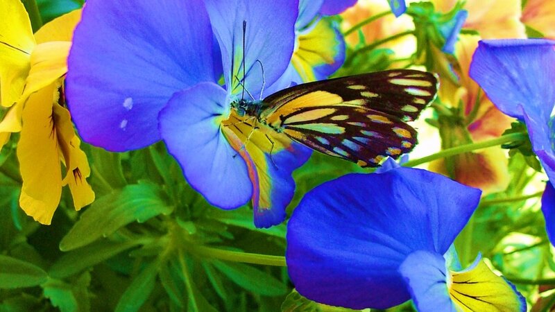 Butterfly on Blue Flower — Vibrant