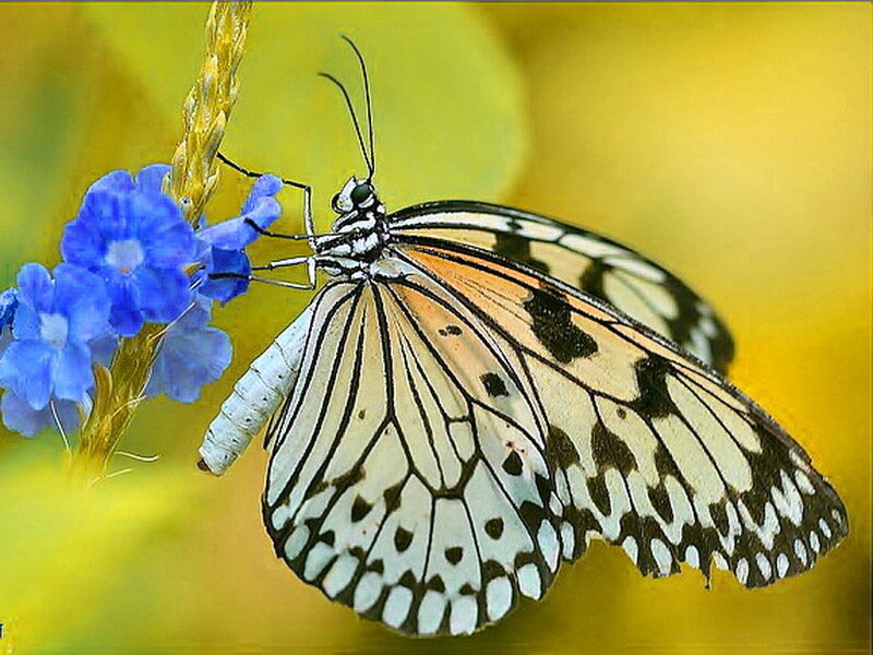 Butterfly on Blue Flower — White