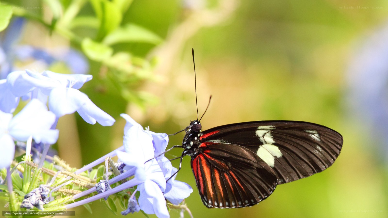 Butterfly on blue flower