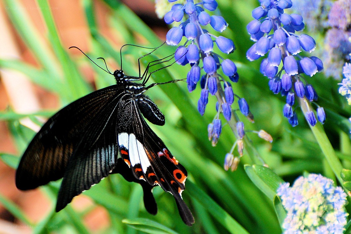 Butterfly on blue flowers