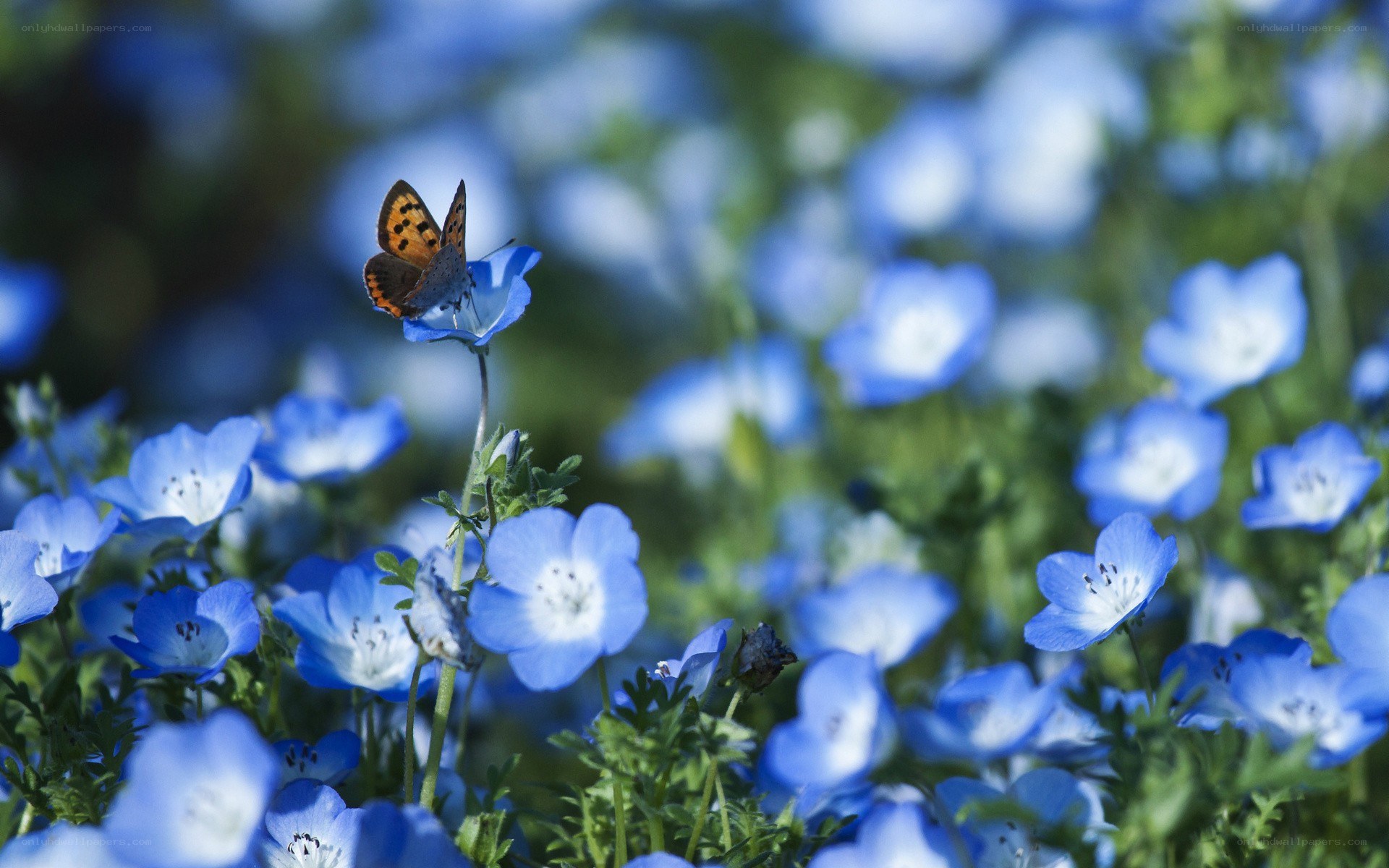 Butterfly on blue flowers
