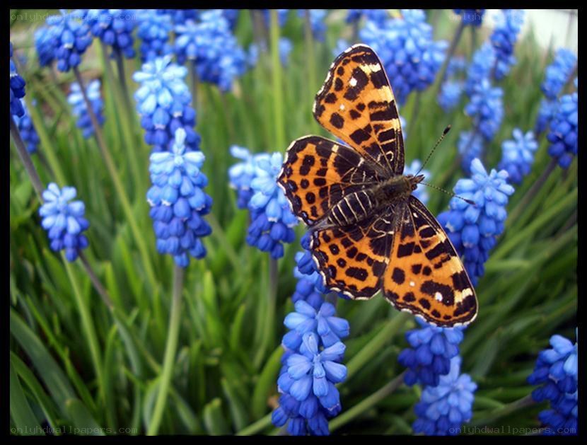 butterfly on blue flowers