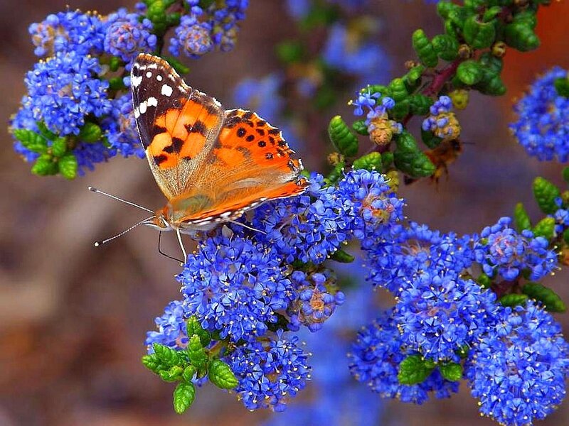butterfly on blue flowers