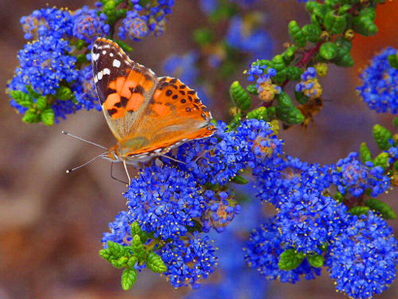 Butterfly on Blue Flowers — Calm, Afternoon, Photograph, Leaves