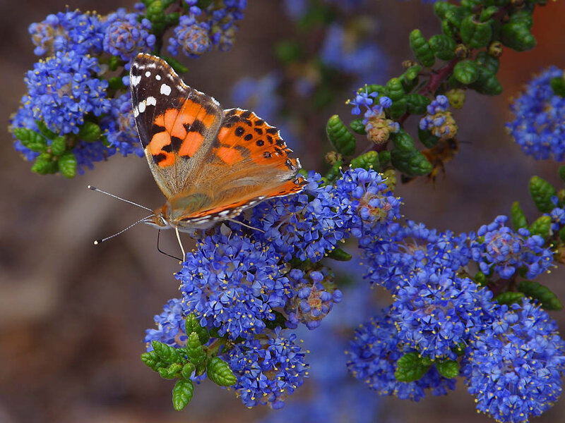 Butterfly on Blue Flowers — Calm, Afternoon