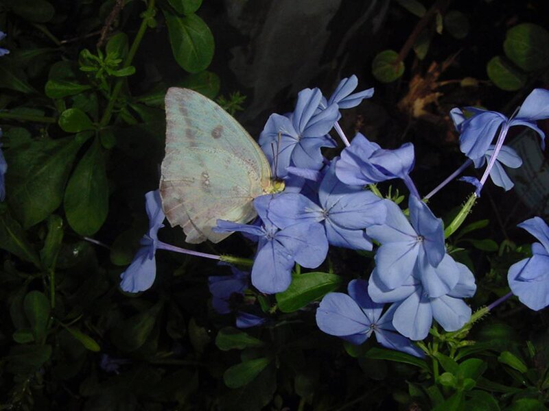 Butterfly on Blue Flowers — Calm