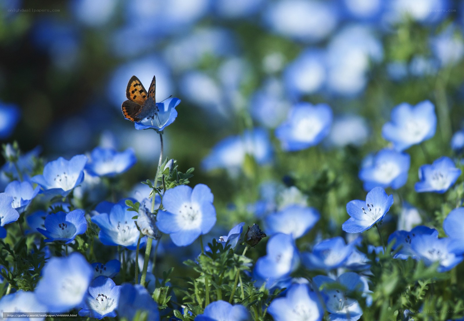 Butterfly on blue flowers