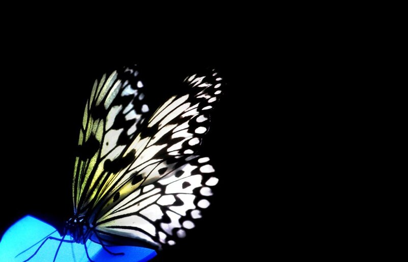 Butterfly on Blue Surface