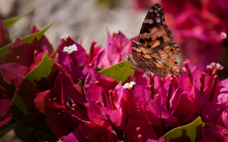 Butterfly on Bougainvillea