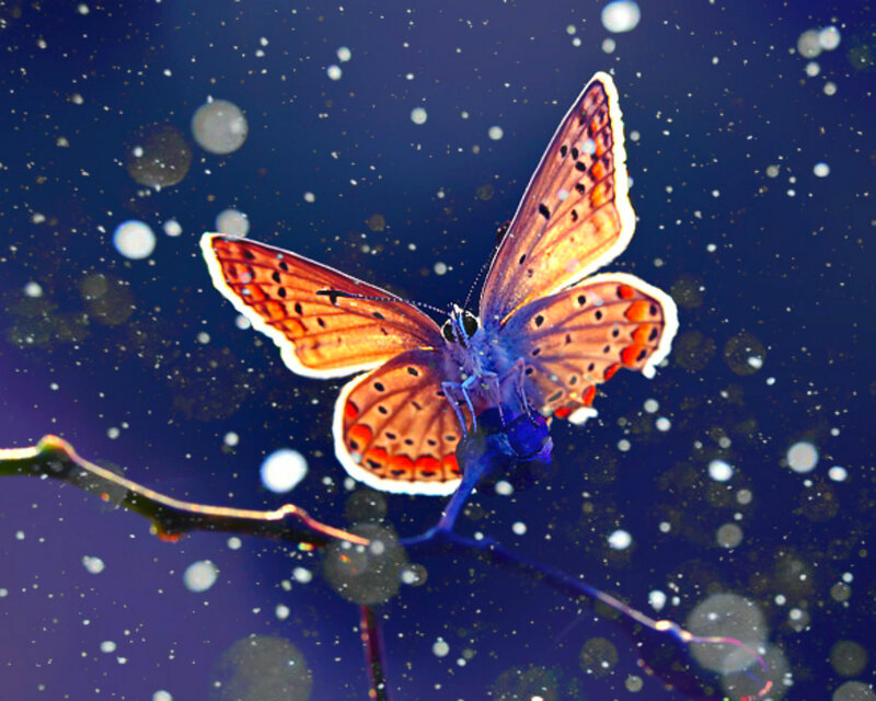 Butterfly on Branch — Blue