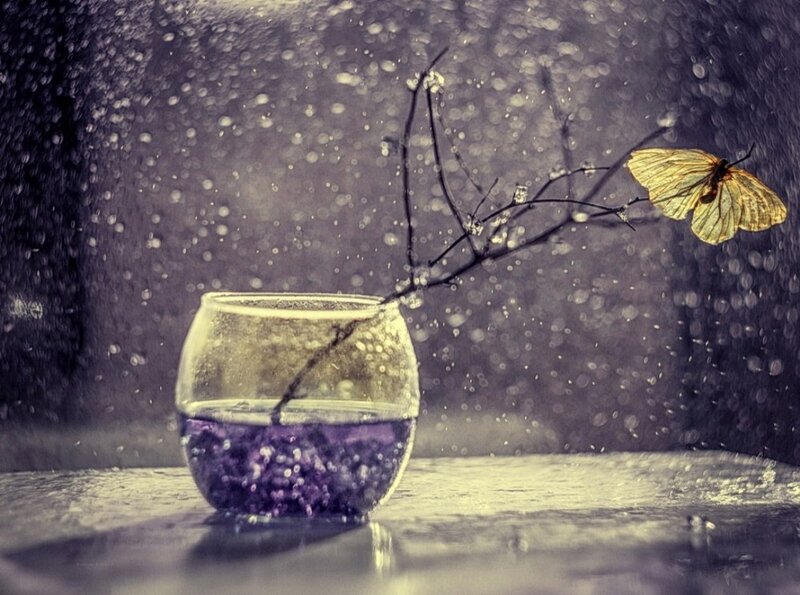 Butterfly on Branch — Purple, Serene
