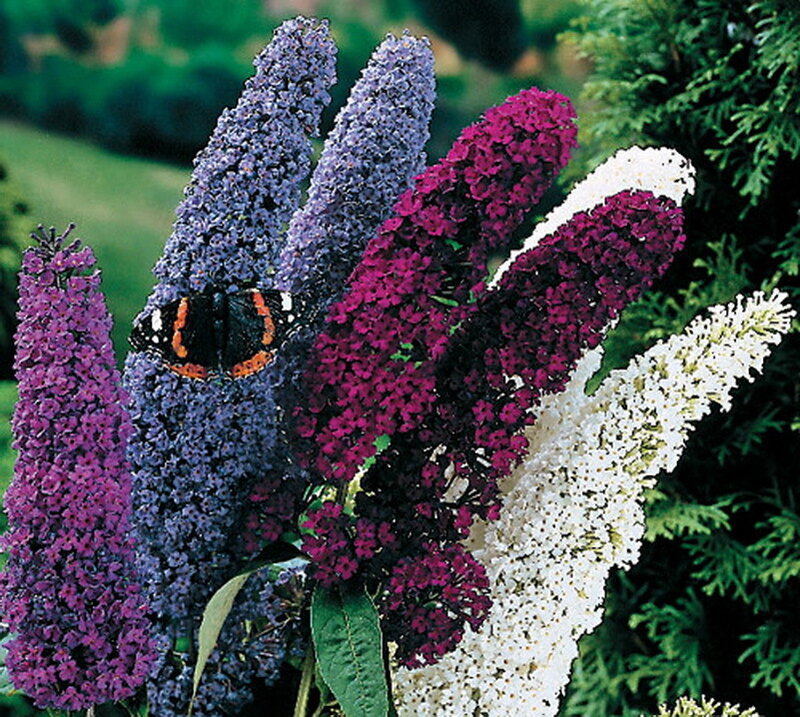 Butterfly on Buddleia Flowers