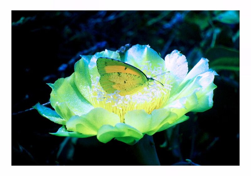 Butterfly on Cactus Flower