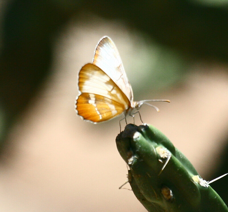Butterfly on Cactus