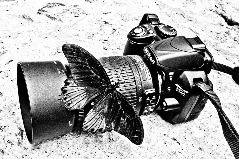 butterfly on camera lens