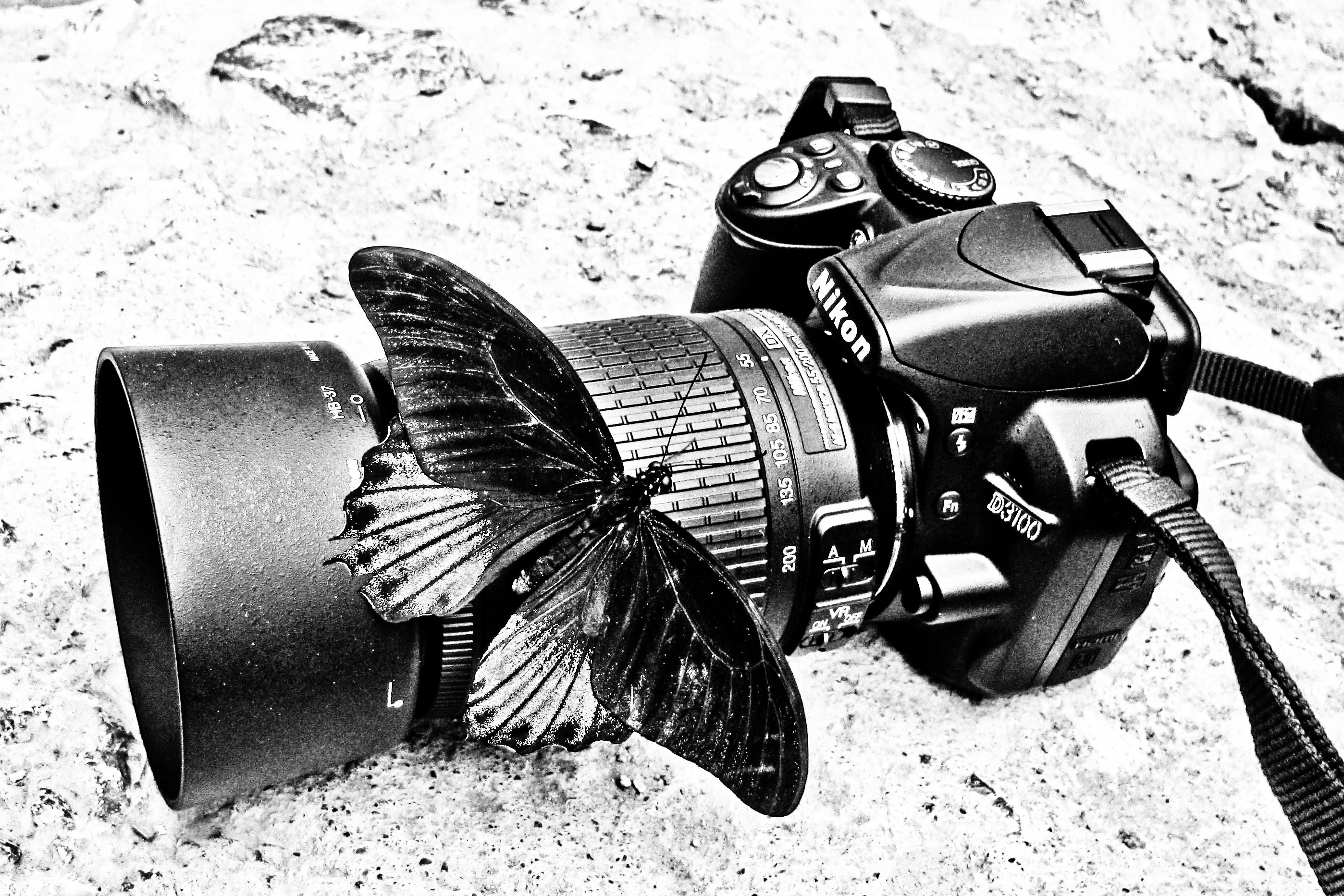 butterfly on camera lens