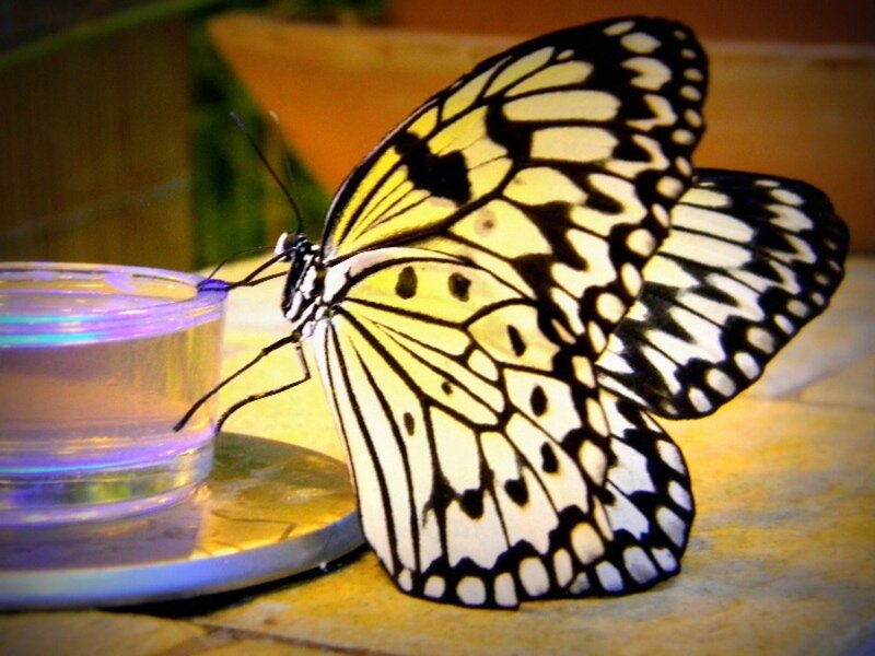 Butterfly on Candle