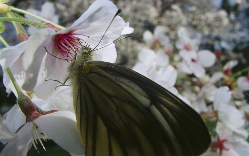 butterfly on cherry blossom