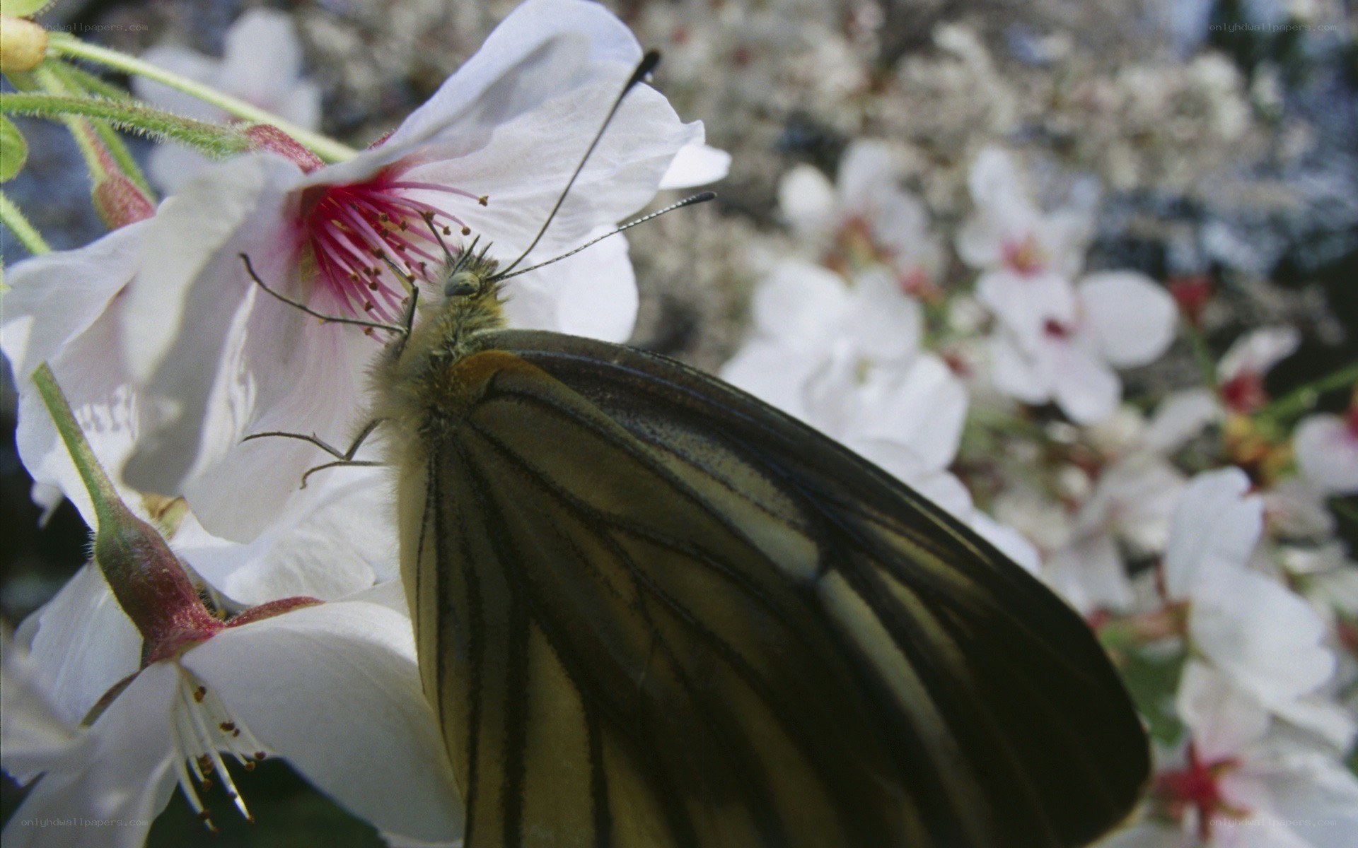 butterfly on cherry blossom