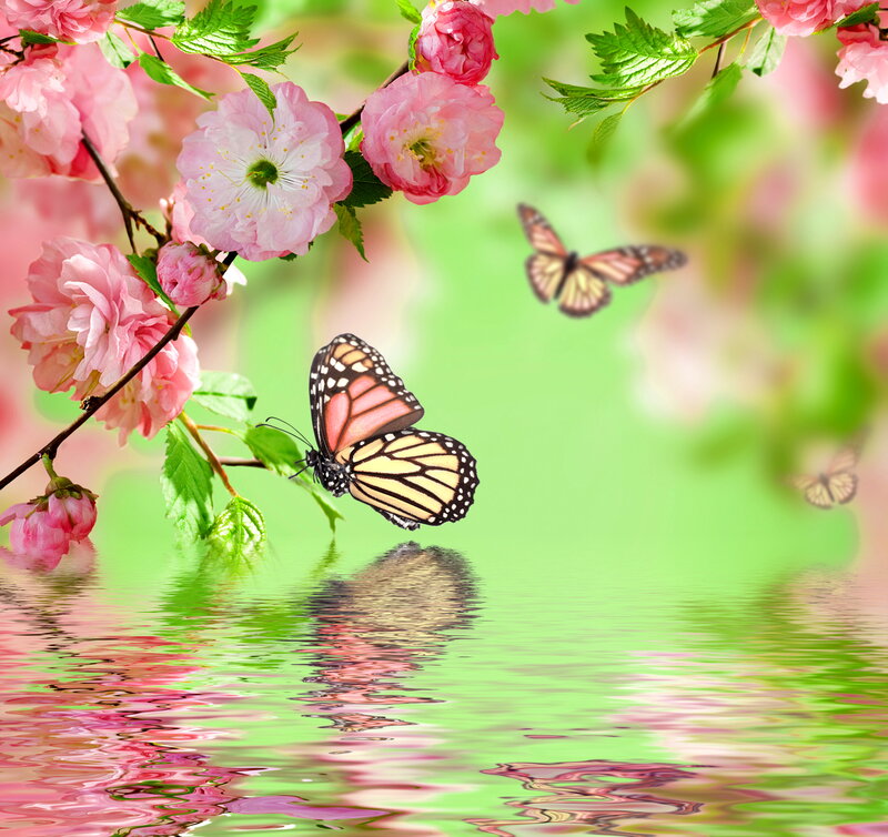 Butterfly on Cherry Blossom — Pink