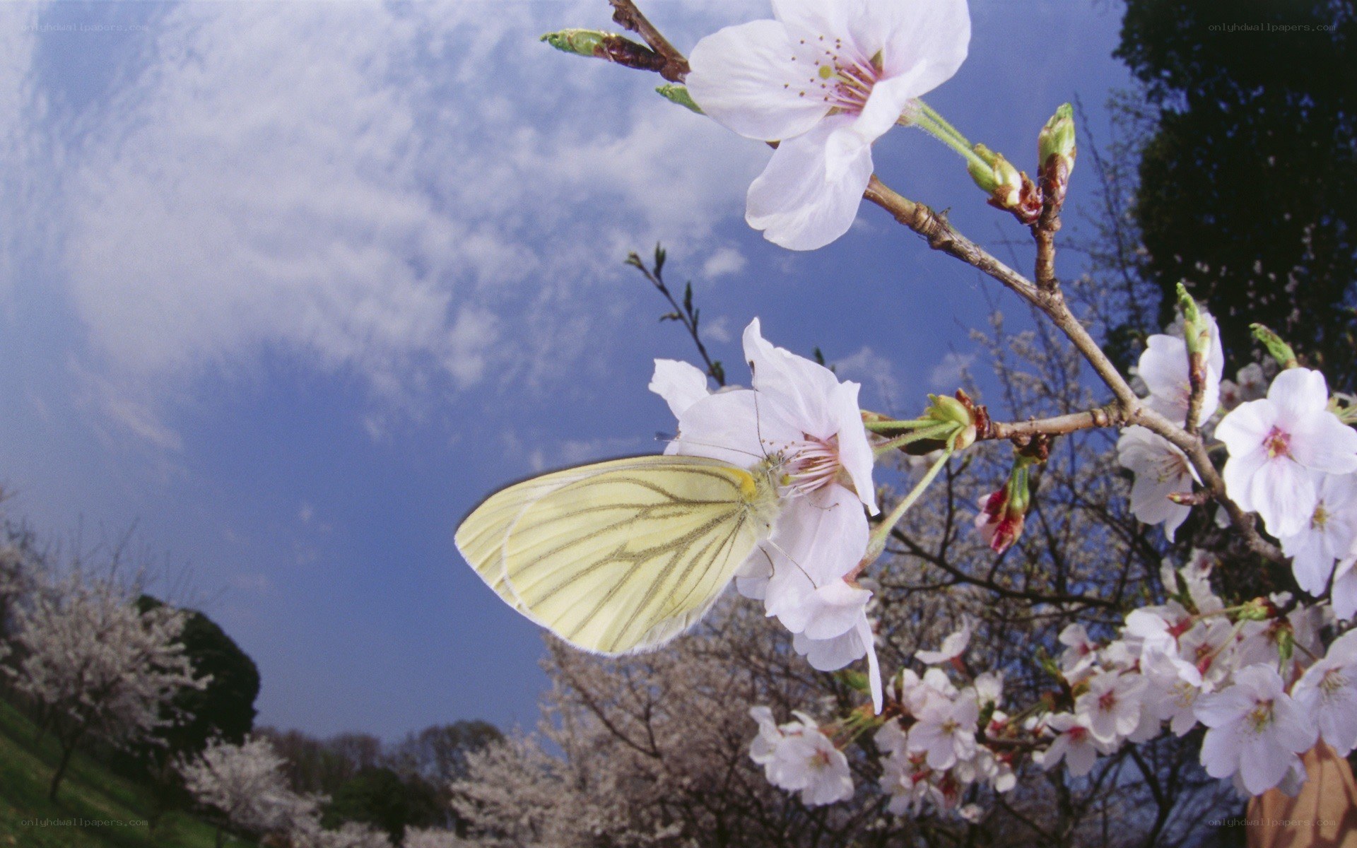 butterfly on cherry blossom