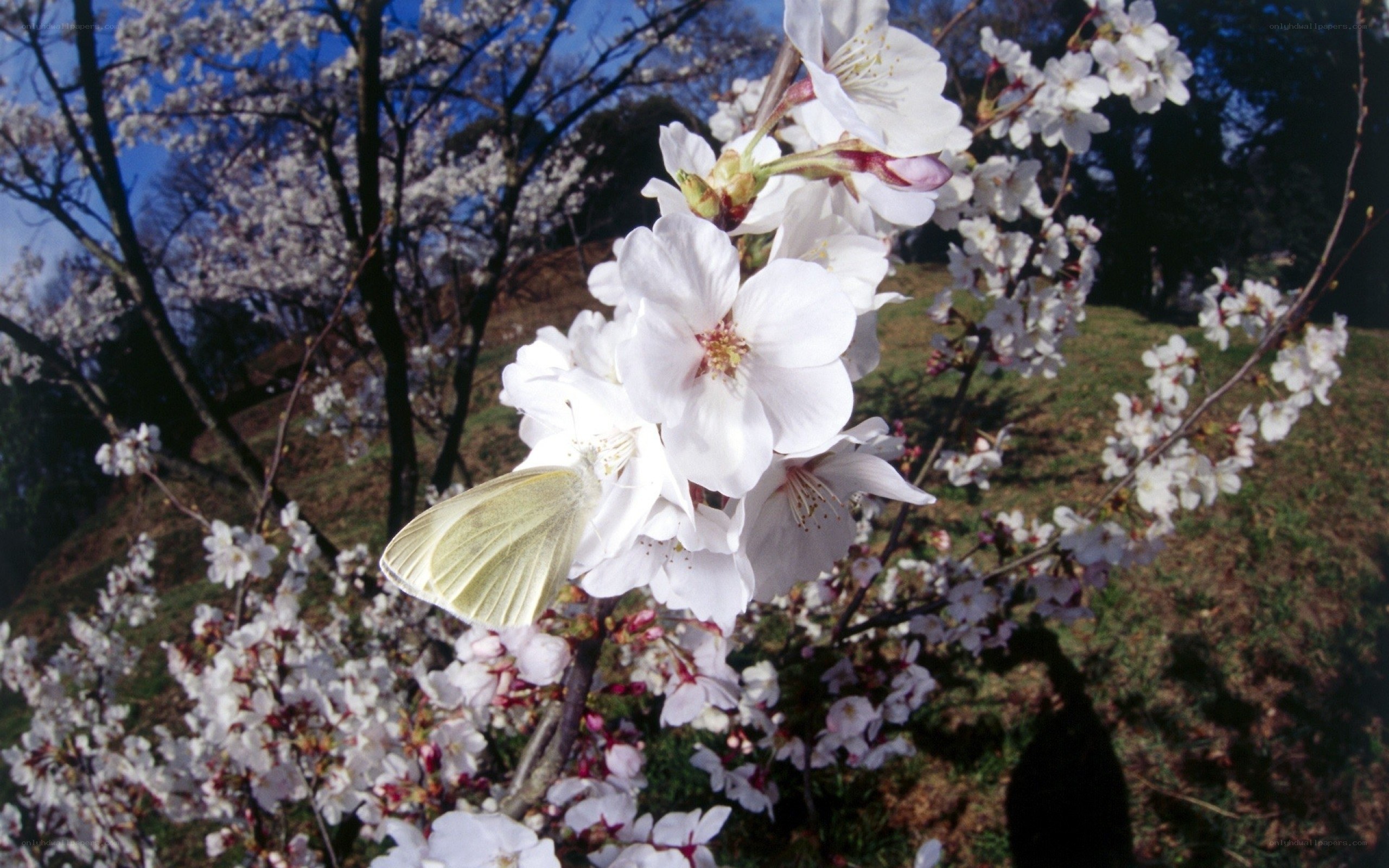 Butterfly on cherry blossoms