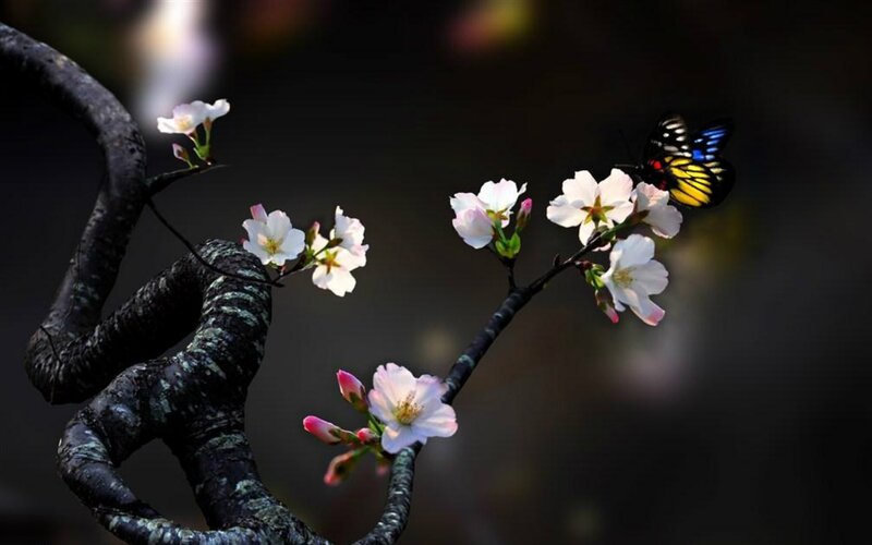 Butterfly on Cherry Blossoms — Black