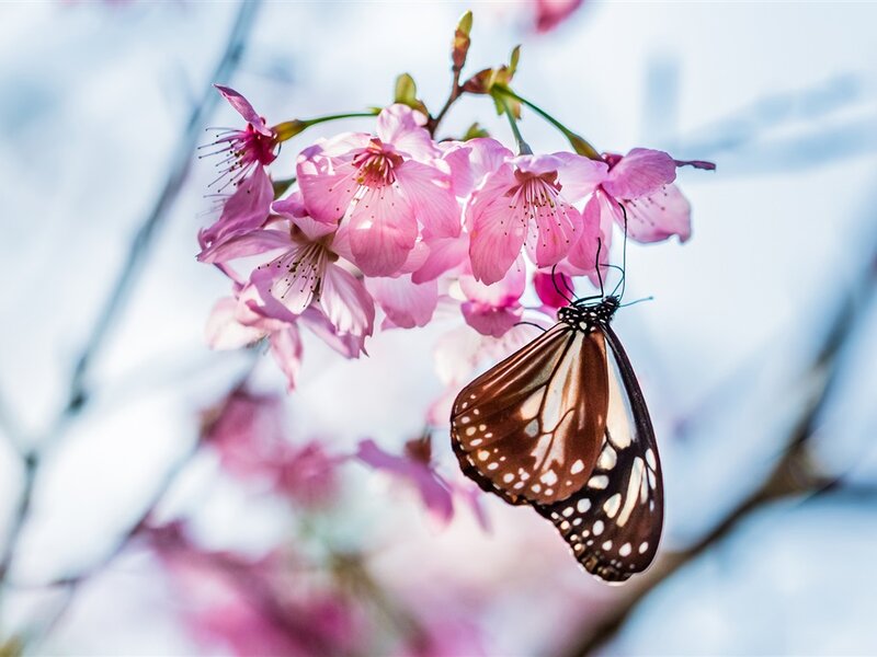 Butterfly on Cherry Blossoms — Pink, Serene, Spring, Photograph, Cherry Blossoms, Branch