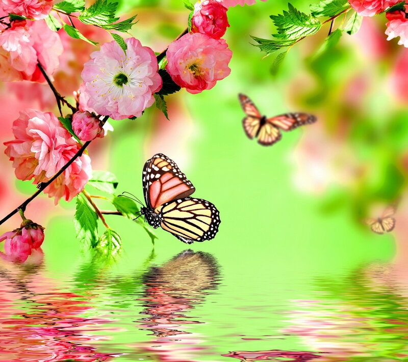 Butterfly on Cherry Blossoms — Pink, Serene, Spring, Photograph