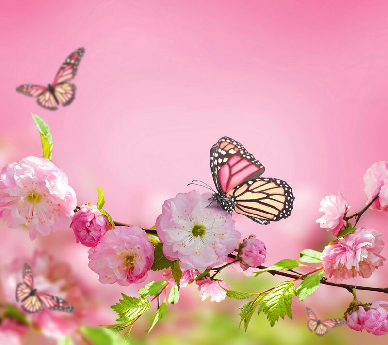 Butterfly on Cherry Blossoms — Pink, Serene, Spring