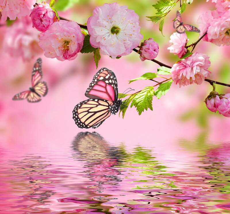 Butterfly on Cherry Blossoms — Pink, Serene
