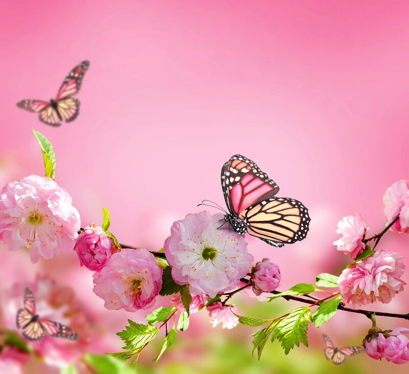 Butterfly on Cherry Blossoms — Pink