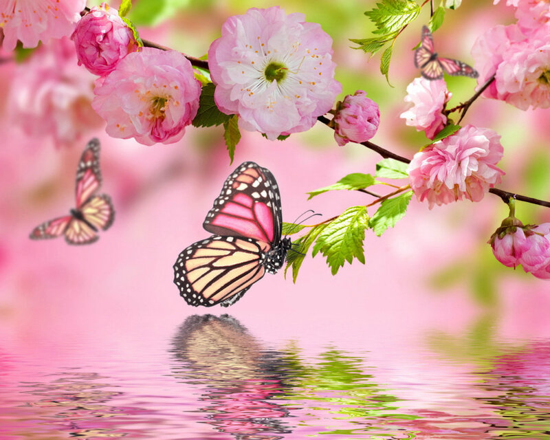 Butterfly on Cherry Branch